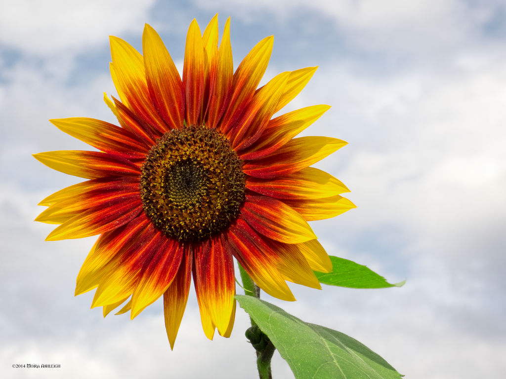 Hot Sun Flower