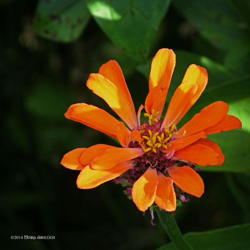 Orange flower crowned