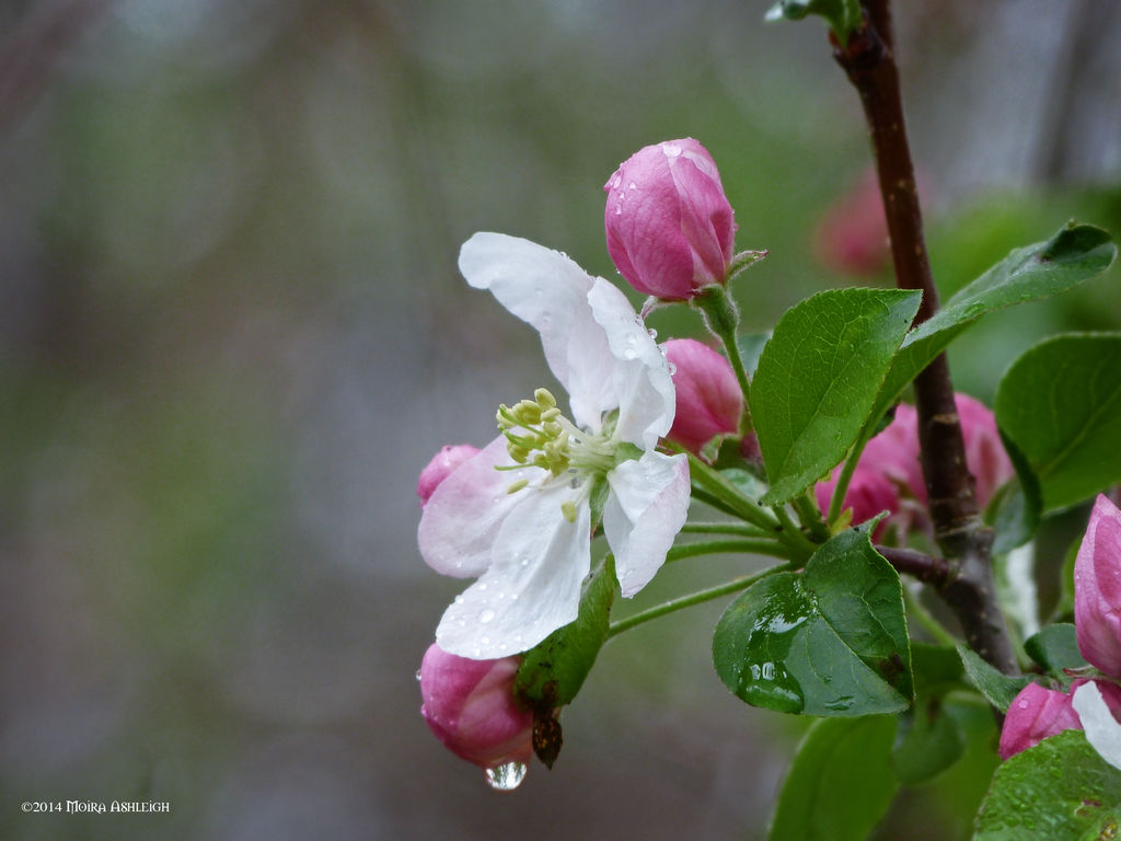 Apple blossom spring