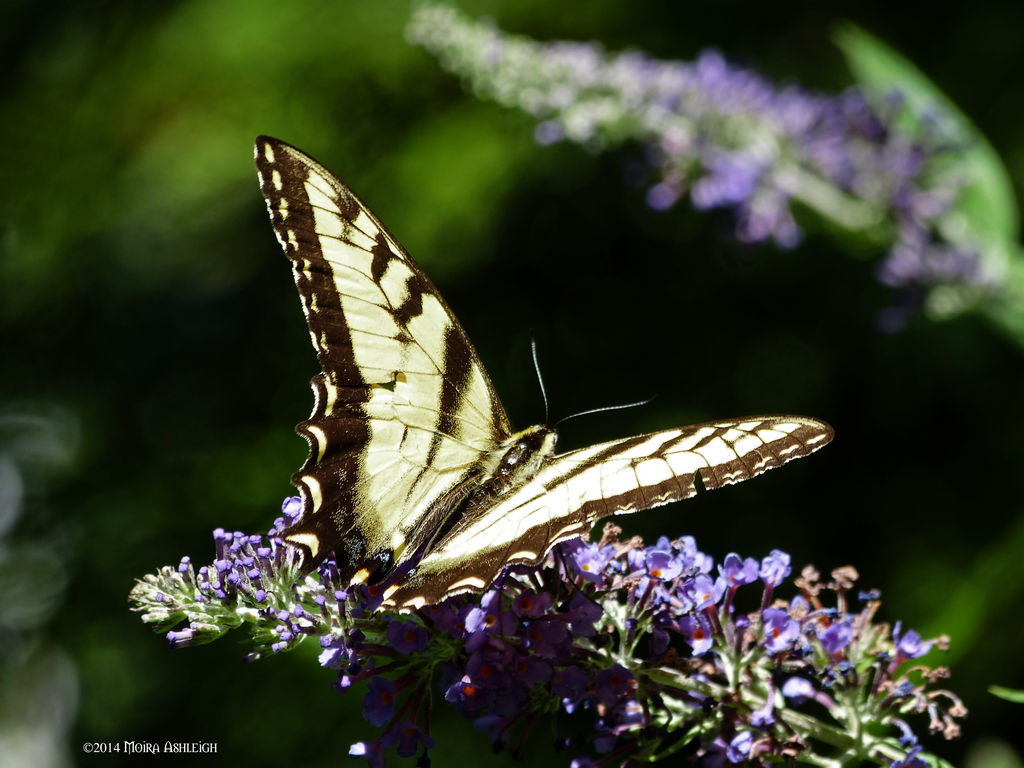 Wild butterfly on purple