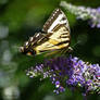 Wild Butterfly in profile