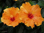 Orange Hibiscus Twins by Mogrianne