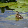 Wood duckling on a lilypad