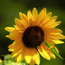 Sunflower curl