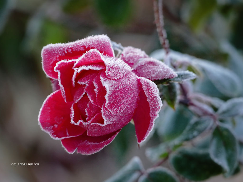 Frozen rose