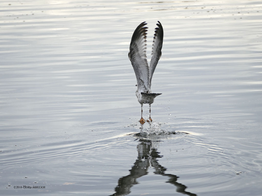 Taking off