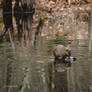 Muskrat with water rings