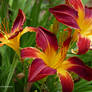 Summer color lilies