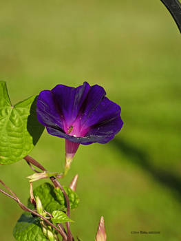 Morning Glory with Visitor