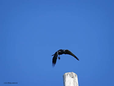 Incoming crow