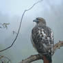 Redtailed Hawk Portrait 3