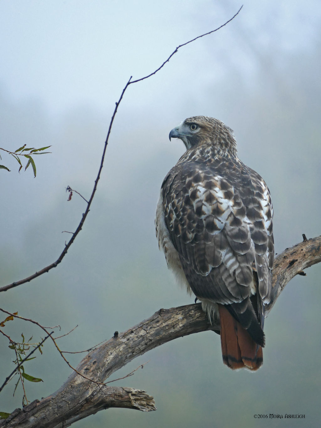 Redtailed Hawk Portrait 3