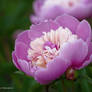 Peony blooms