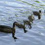 Woodducks 6