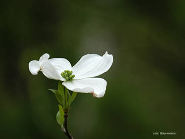 Dogwood One