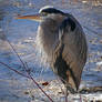 Heron at the icy edge