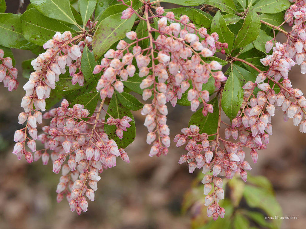 Spring bells