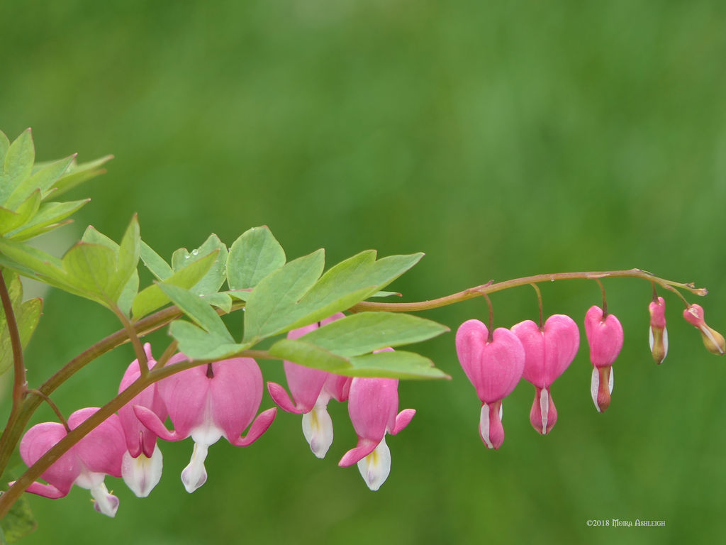 Spring hearts by Mogrianne