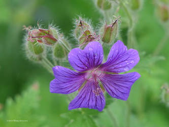 Blue flower with cool stamens by Mogrianne