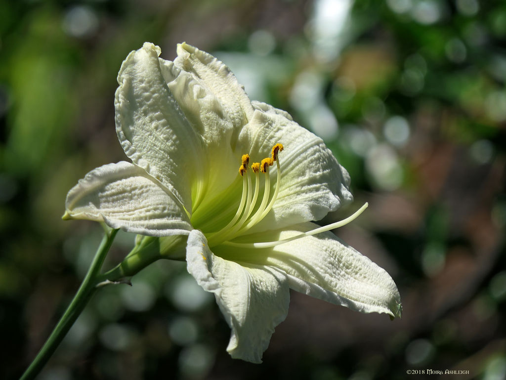 White daylily