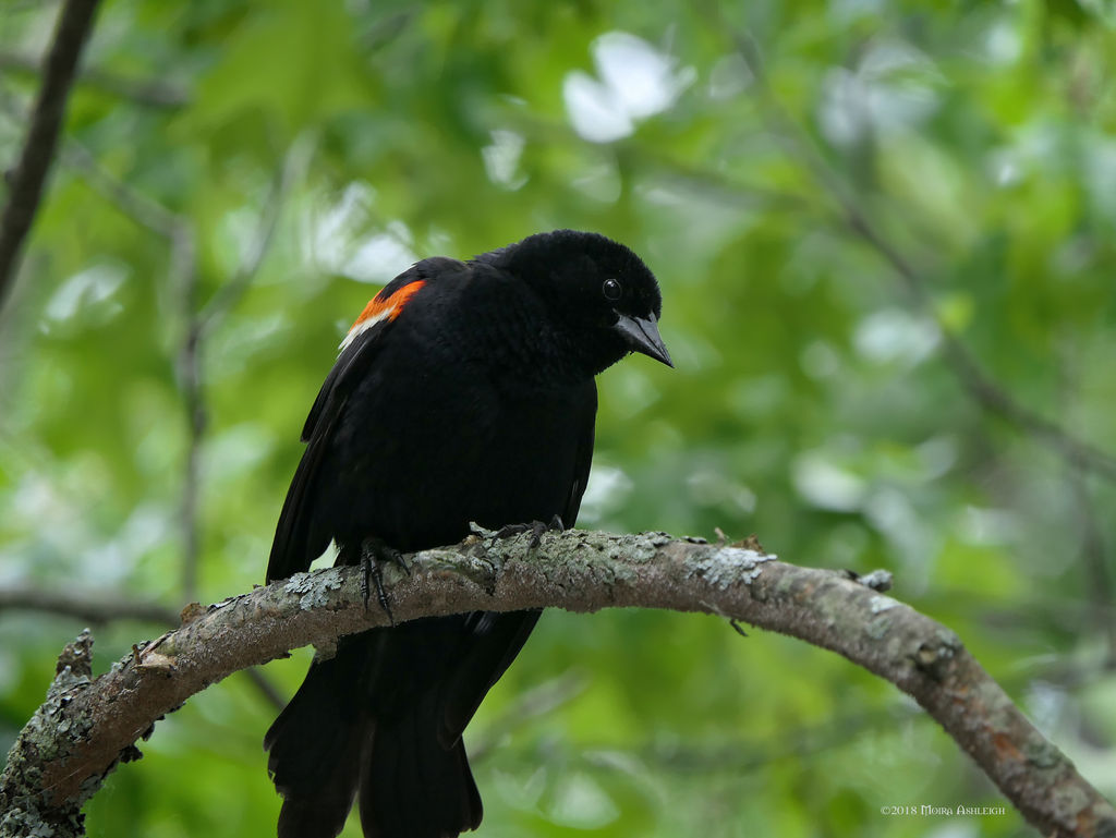 Redwing black bird by Mogrianne