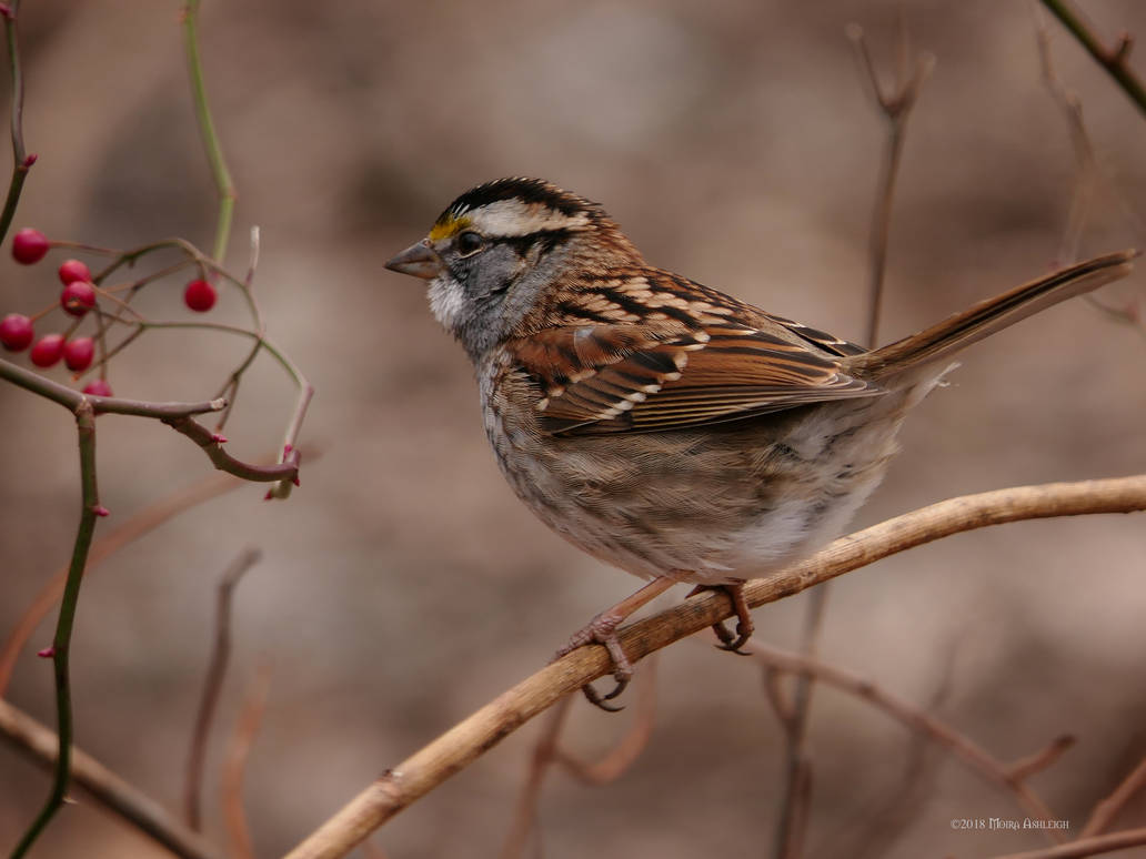 White Throated Sparrow by Mogrianne