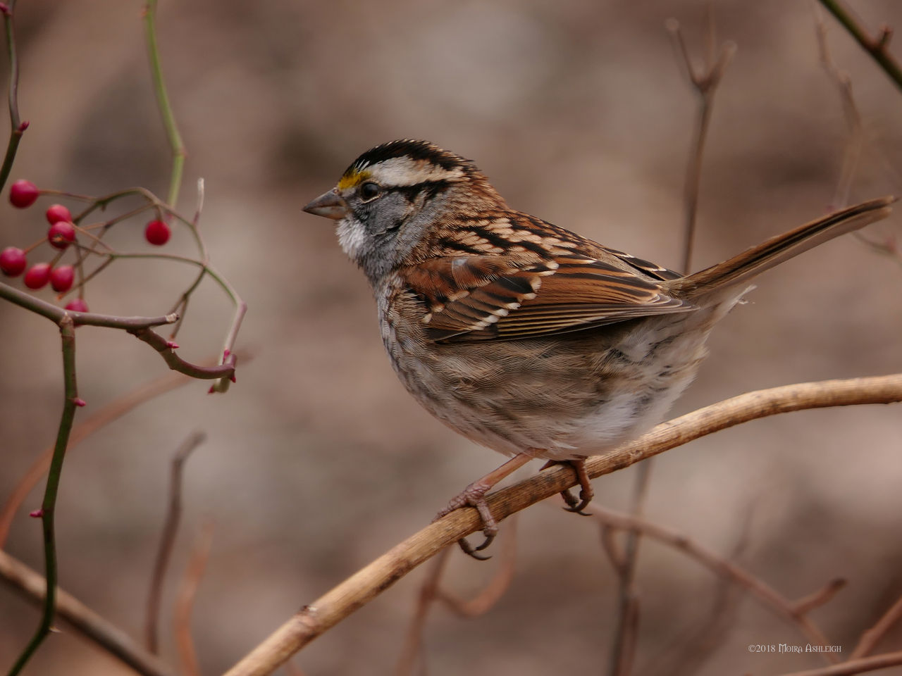White Throated Sparrow by Mogrianne