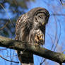 Look at my foot - Barred Owl