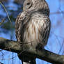 Barred Owl Profile