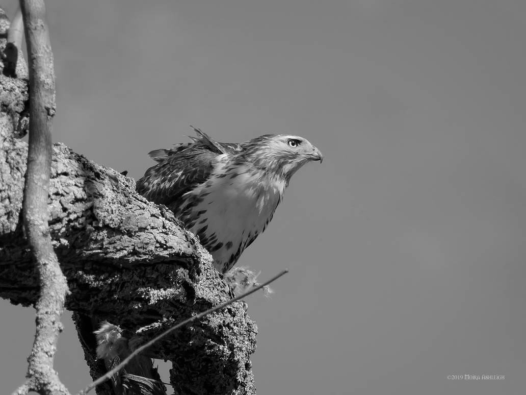 Hawk profile in black and white