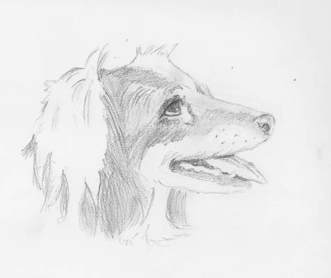 Dog Head Sketch