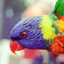 Living Rainbow