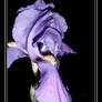 Iris of the Night