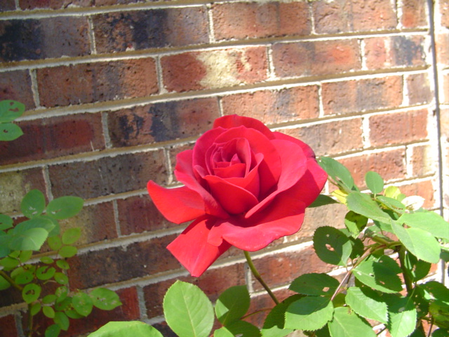 Bloombing Rose 4