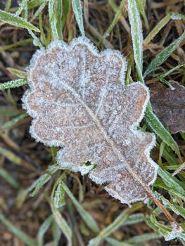 Feuille et Givre