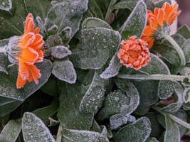 Couverture de givre, les calendulas