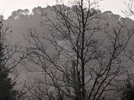 Ramure et brouillard
