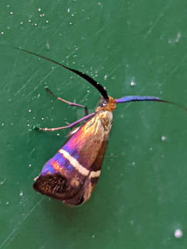 Papillon inconnu