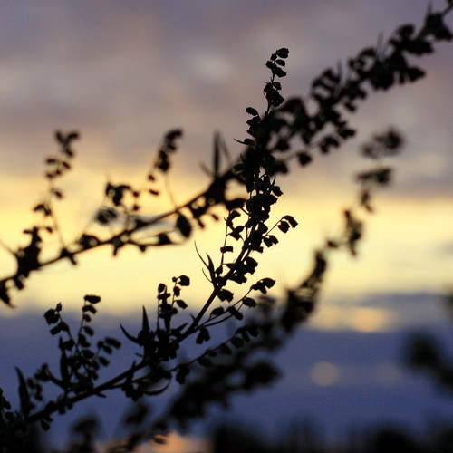 Silhouettes by the sea