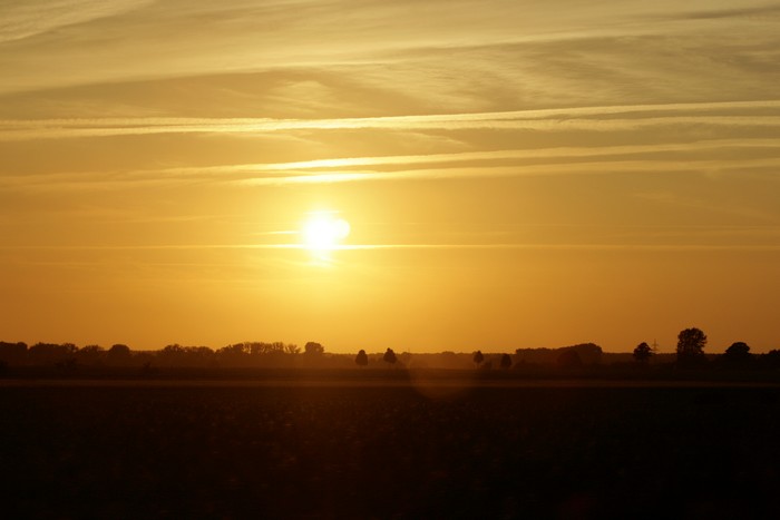 Golden summer days