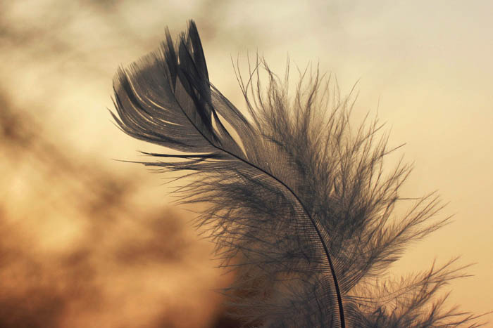 Feather in the wind