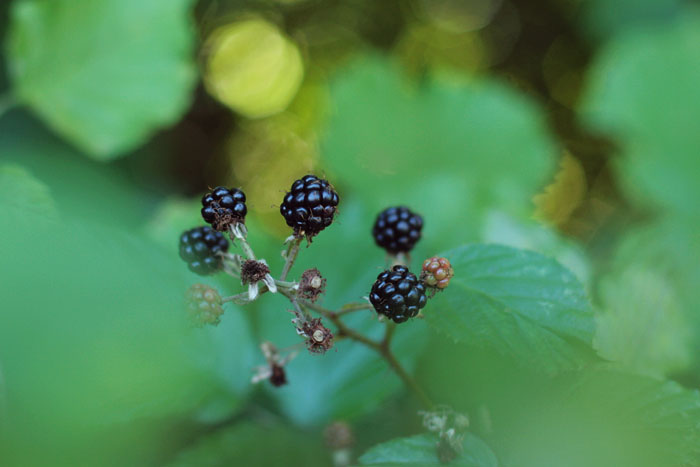 Blackberries