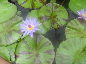 Water Lilies