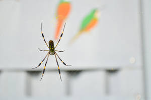Colorfull Spider