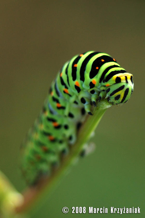 Larwa paz krolowej by Jesienny on DeviantArt