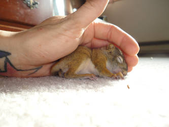 ScRaT the Squirrel