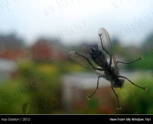 View From My Window: Fly1