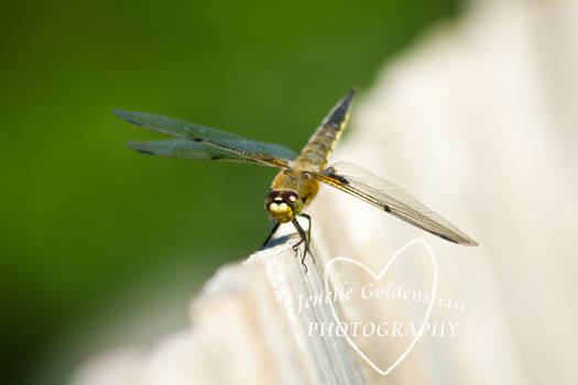 Mr. Dragonfly