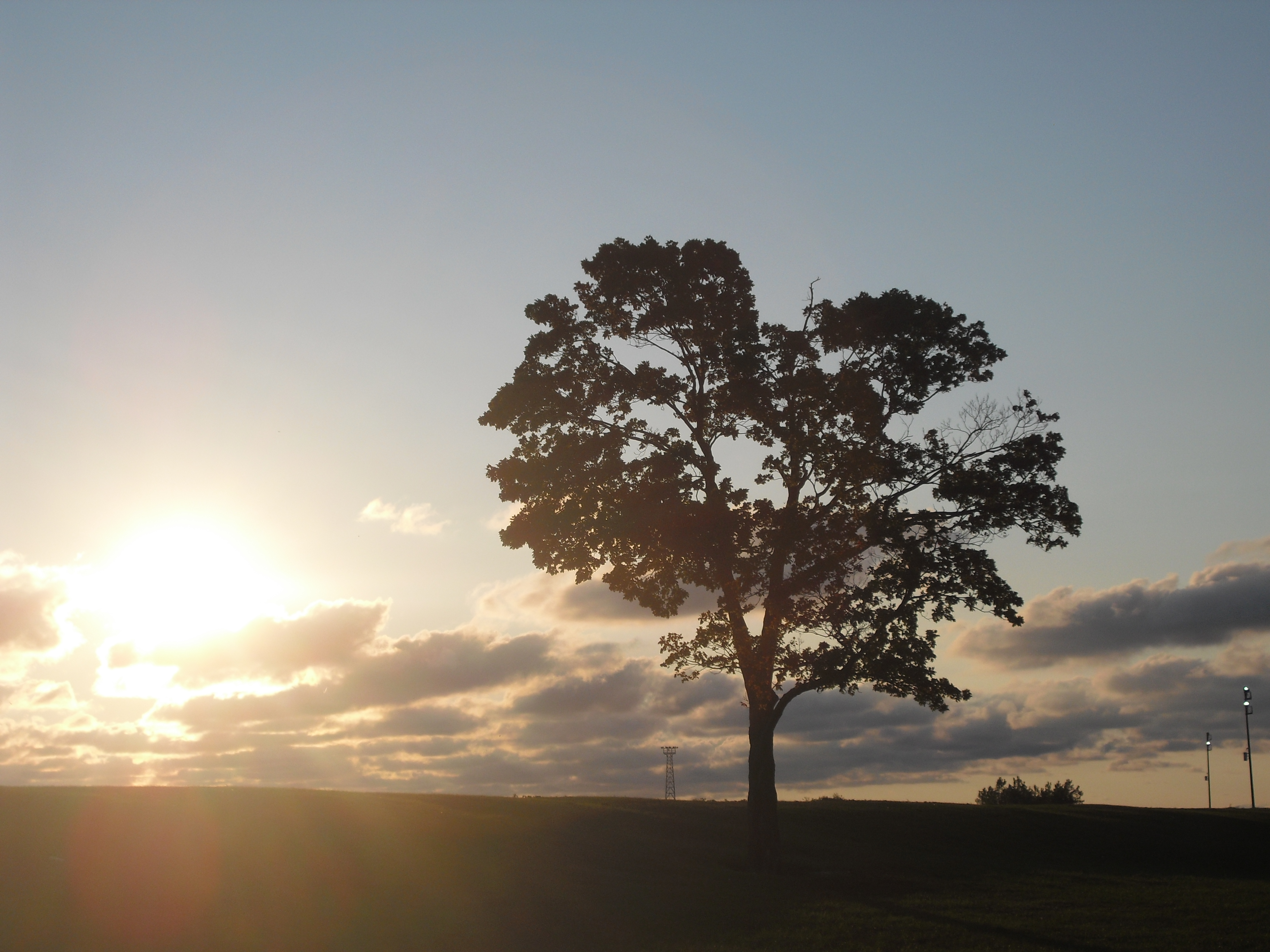 Tree and Sun