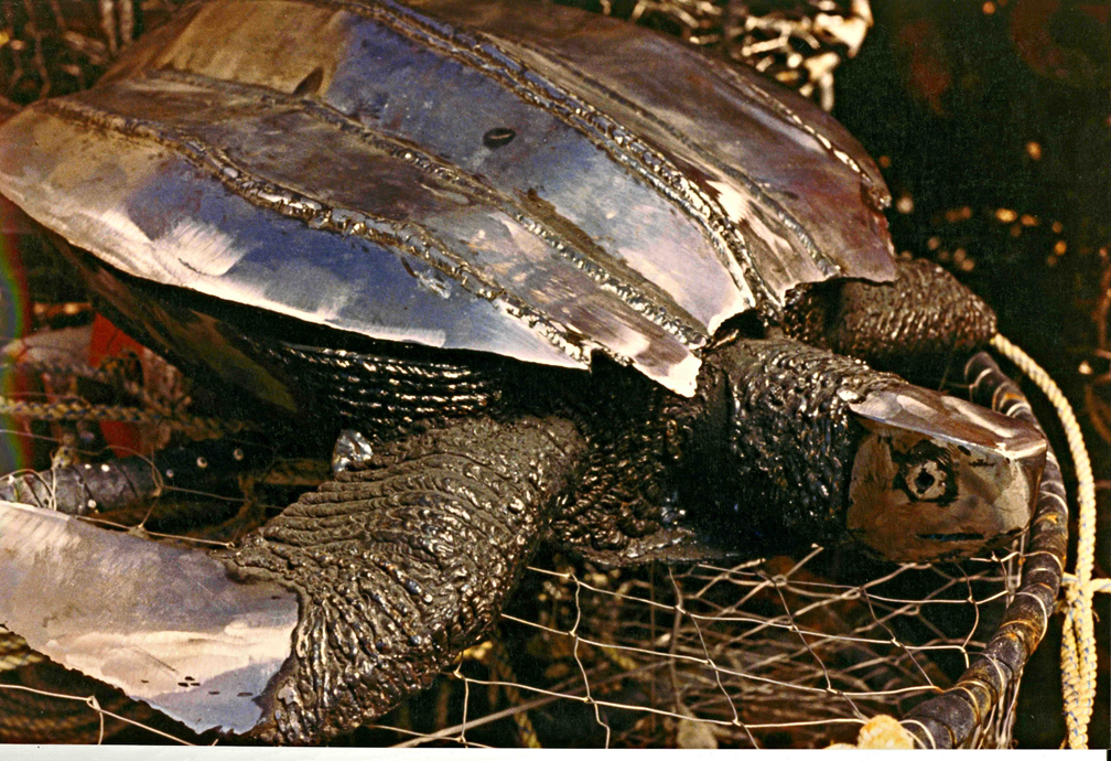 Leatherback Turtle